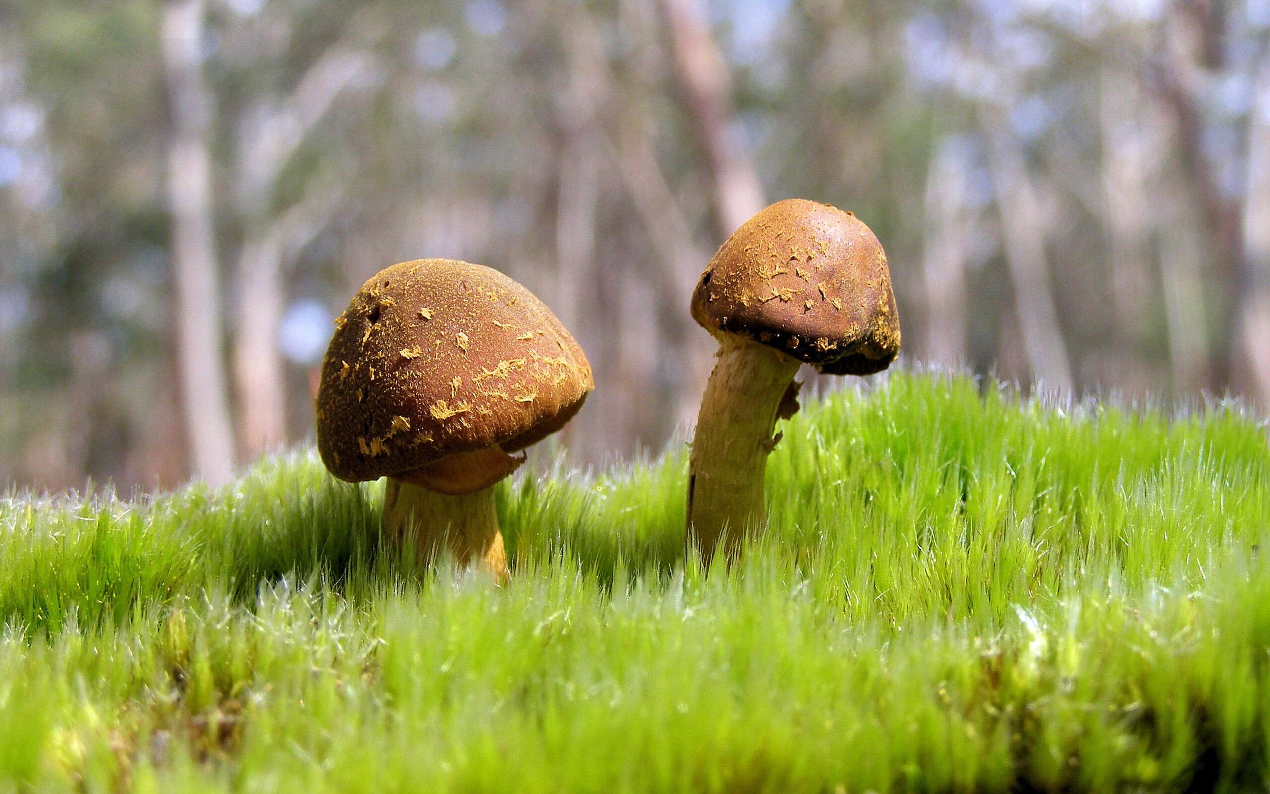 九游app下载中心-Dota 2 战队战术多样化发展，dota2战队tundra