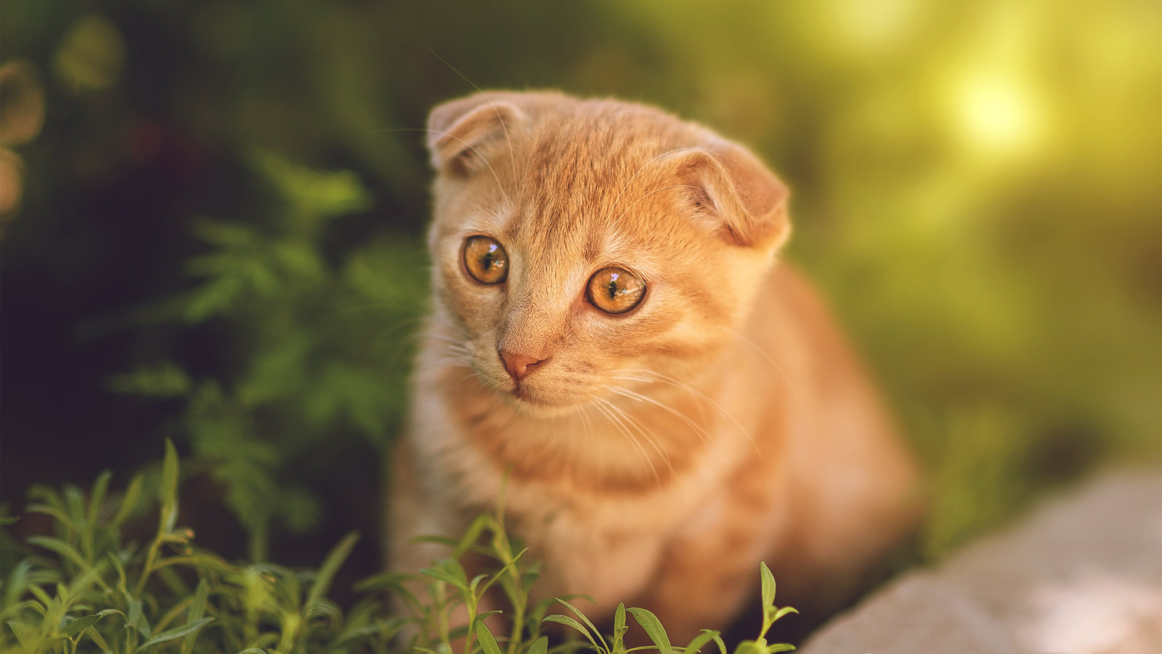 _创新篮球训练基地:未来篮球巨星的摇篮_,创星篮球训练营