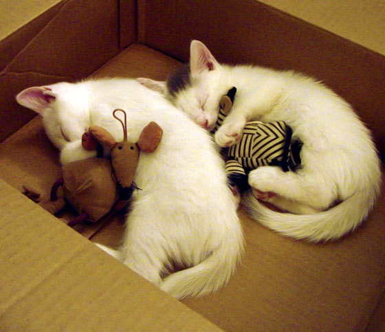 _校园网络球联赛:点燃学生的运动梦想_,校园网球场