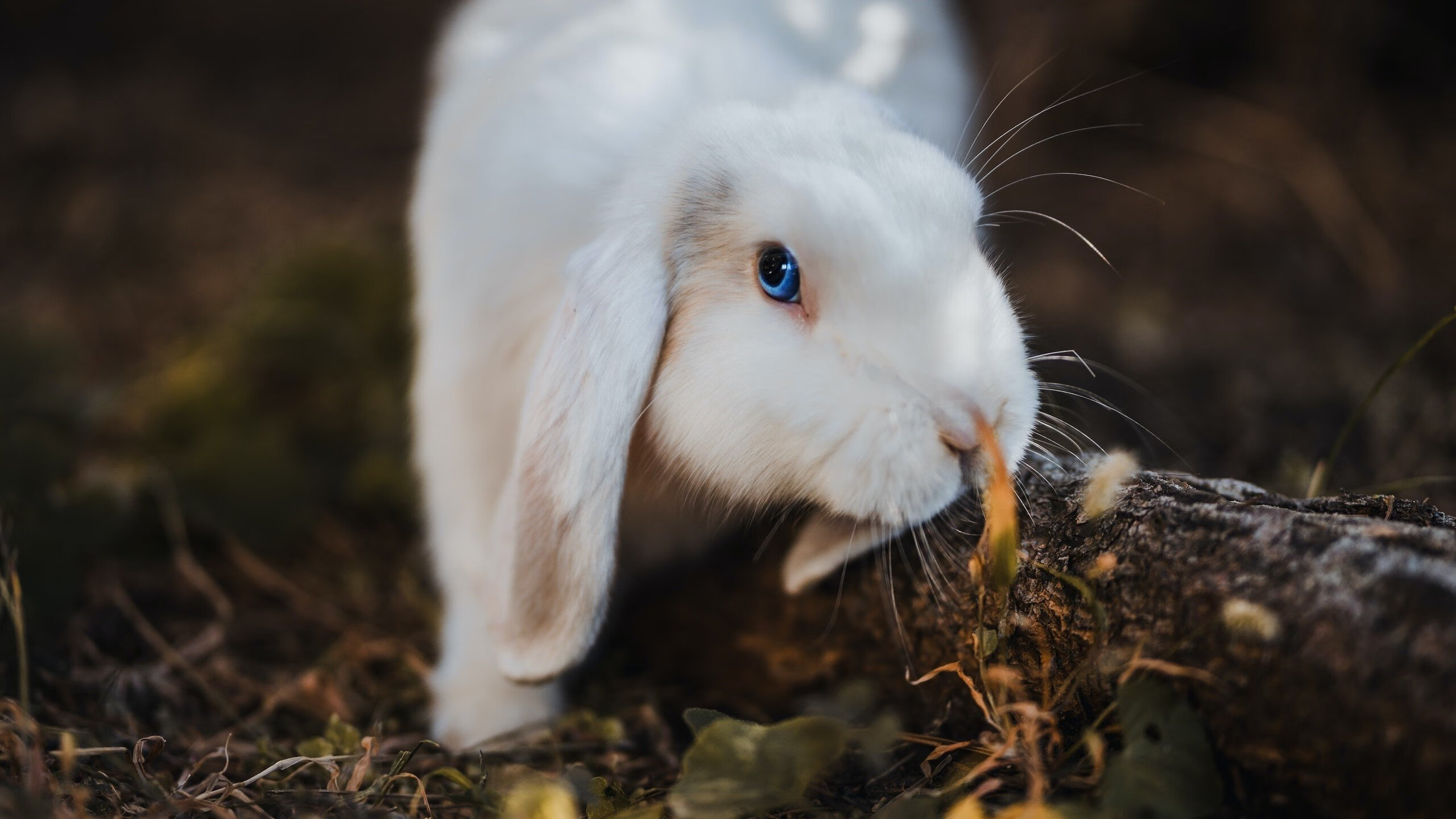 九游网-“奇迹完成！弱旅逆袭强队，冠军梦再起”
