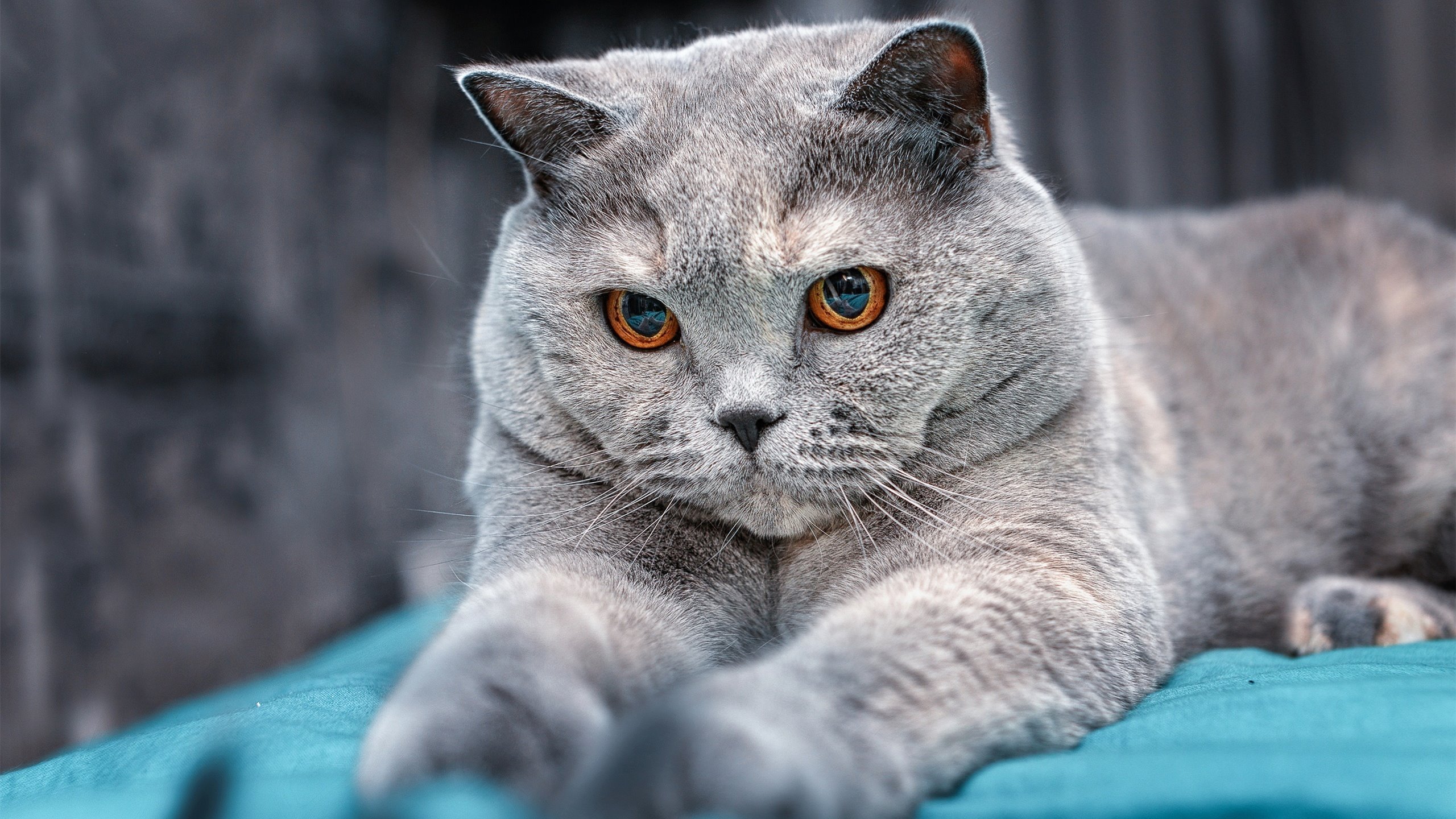 九游（jiuyou.com）游戏-“青少年足球裁判员培训班成功举办，促公平裁判”，2021足球裁判员培训报名