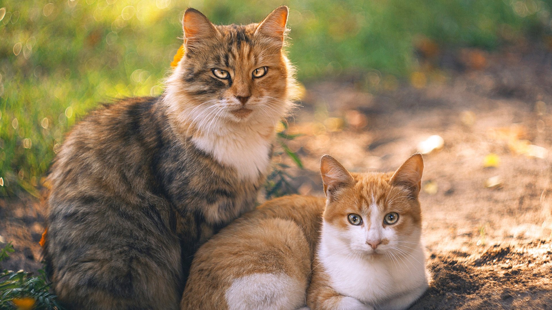 Jiuyou-《王者荣耀年度决赛，战火一触即发》，王者荣耀决赛2020视频