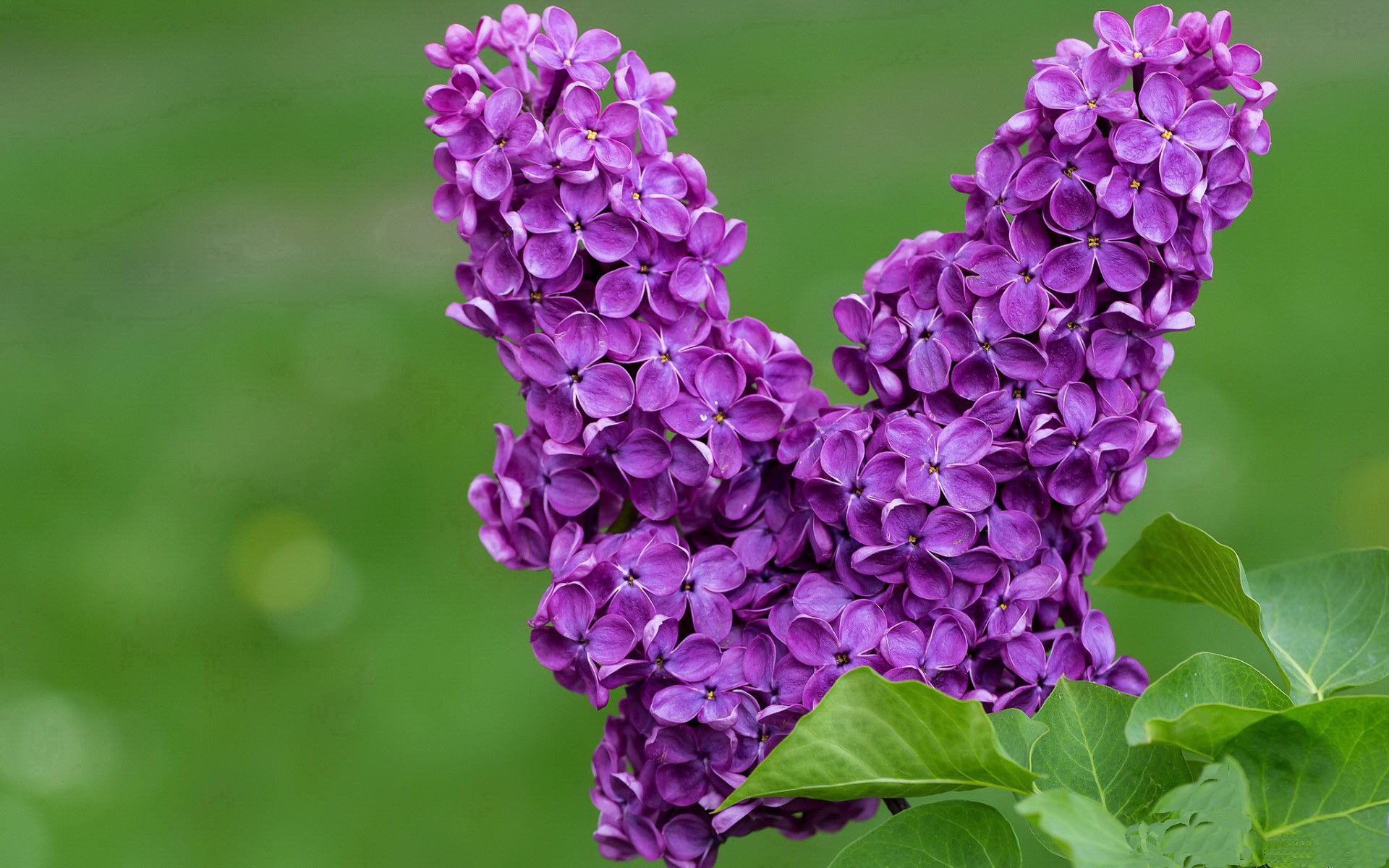 九游娱乐APP-Aster新版本适应快速，aster设置教程