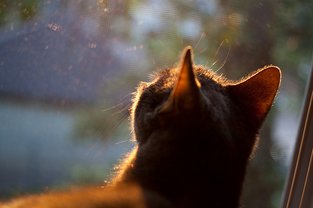 九游官网下载电脑版-Aster新赛季宣传片发布，aster战队最新成员2020