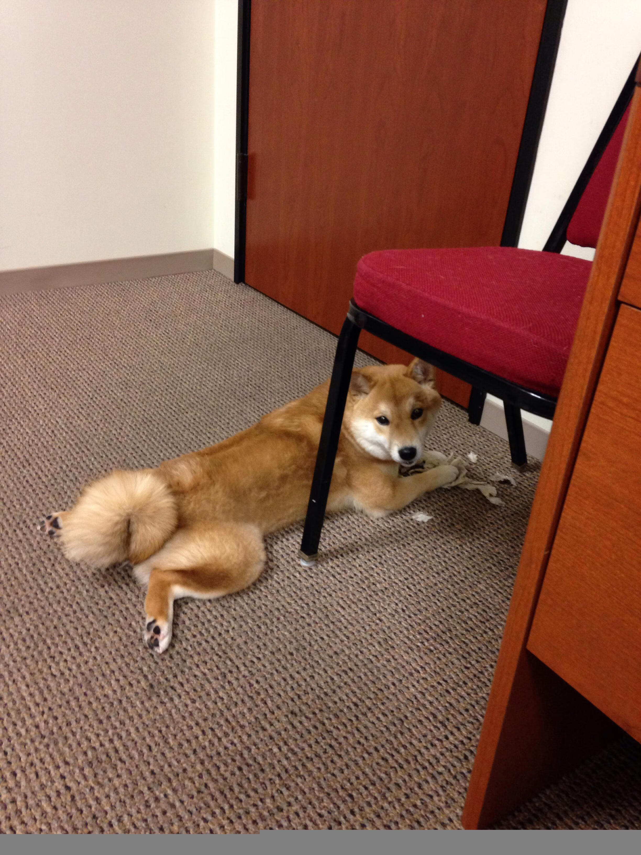 PSG.LGD新人快速成长