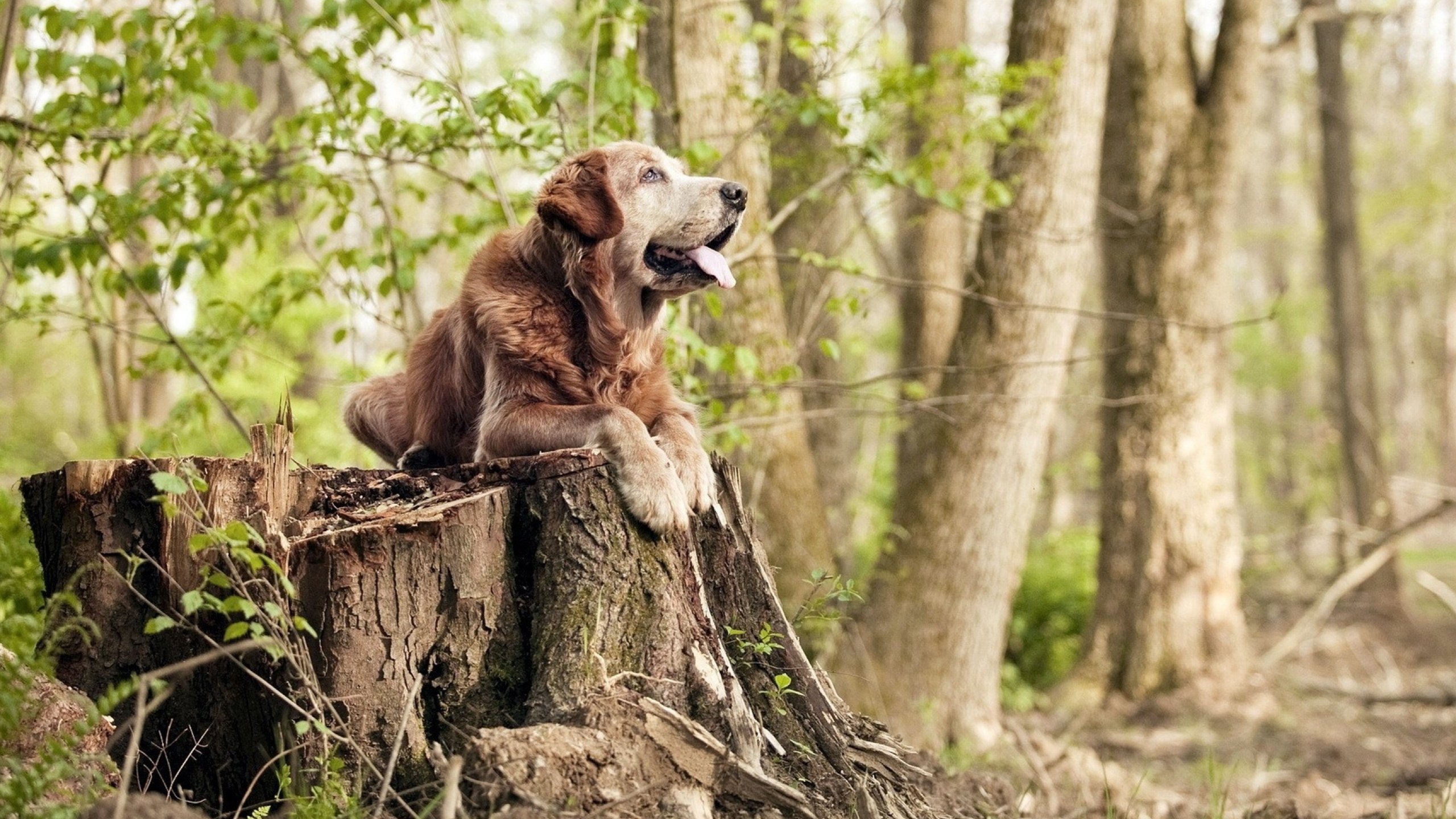 中国足球产业链建设不断完善,中国足球产业链建设不断完善的原因