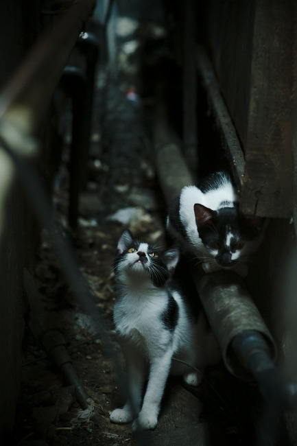 九游网页版官网入口-日本取得胜利，镰田奇迹般积极发挥，日本镰仓时期