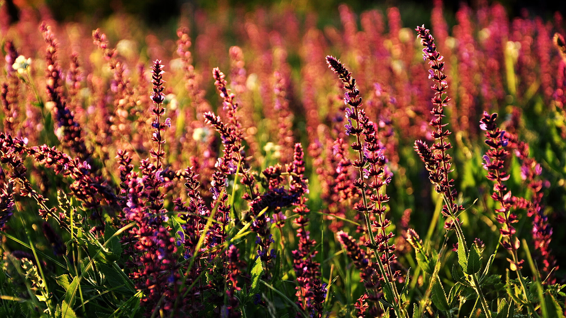 九游娱乐官网 (JIUYOU)-橄榄球鞋王梅西连续场进球，助球队晋级，球王梅西简介