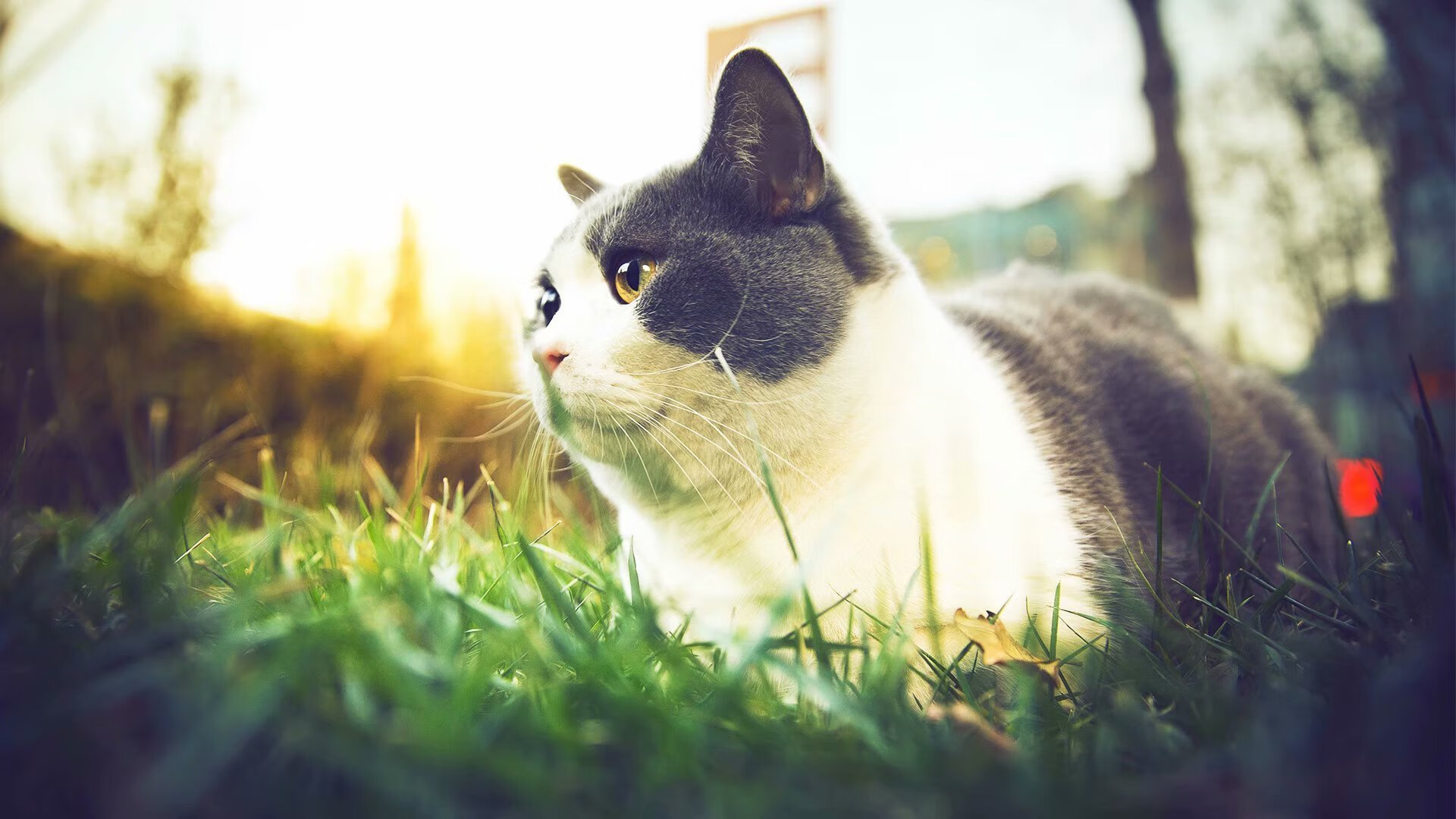 九游网页版入口-西班牙足球是否应改革青训系统，西班牙足球队如何