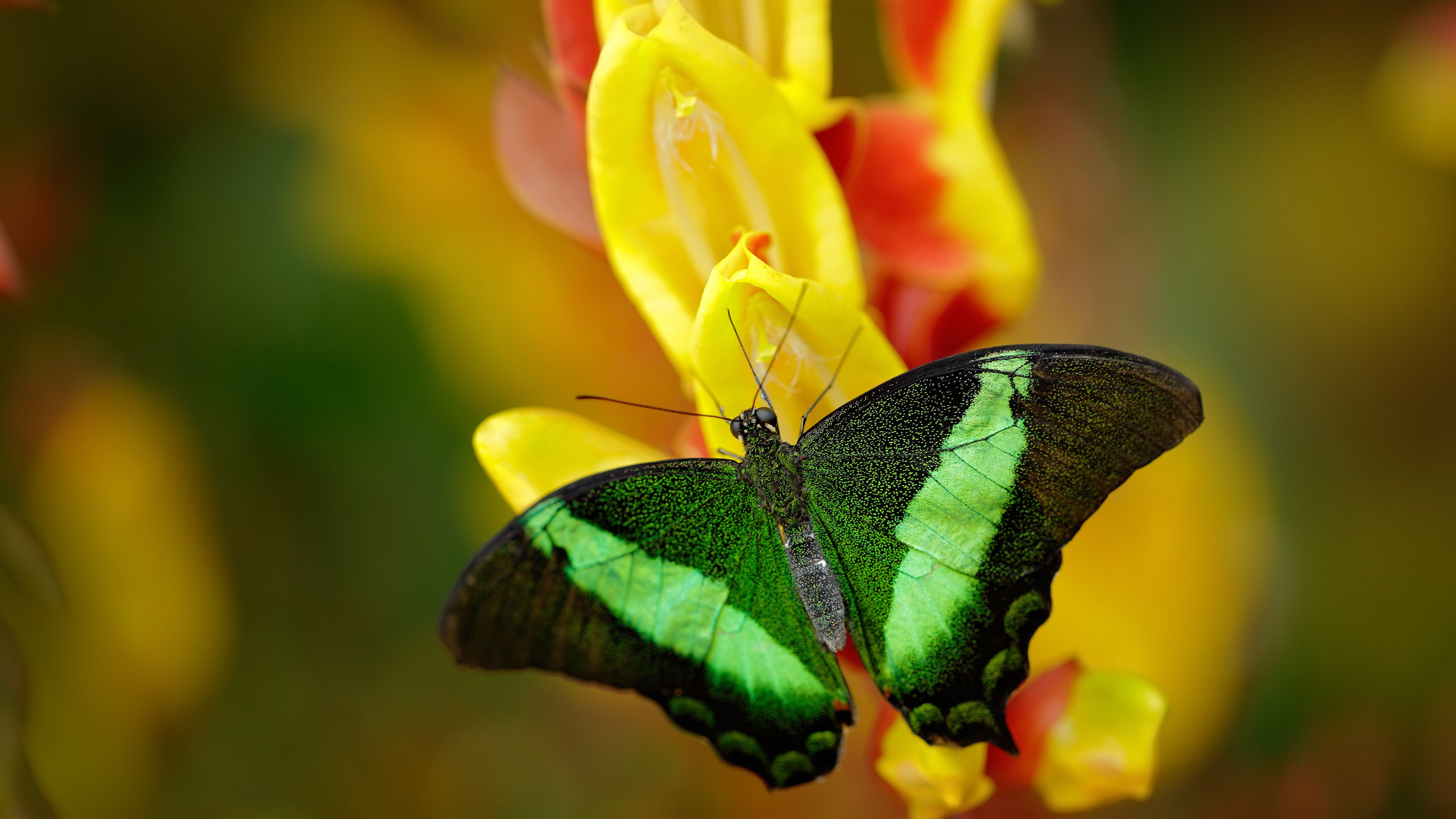 西班牙边锋突破连连，制造三次关键机会，西班牙的边锋