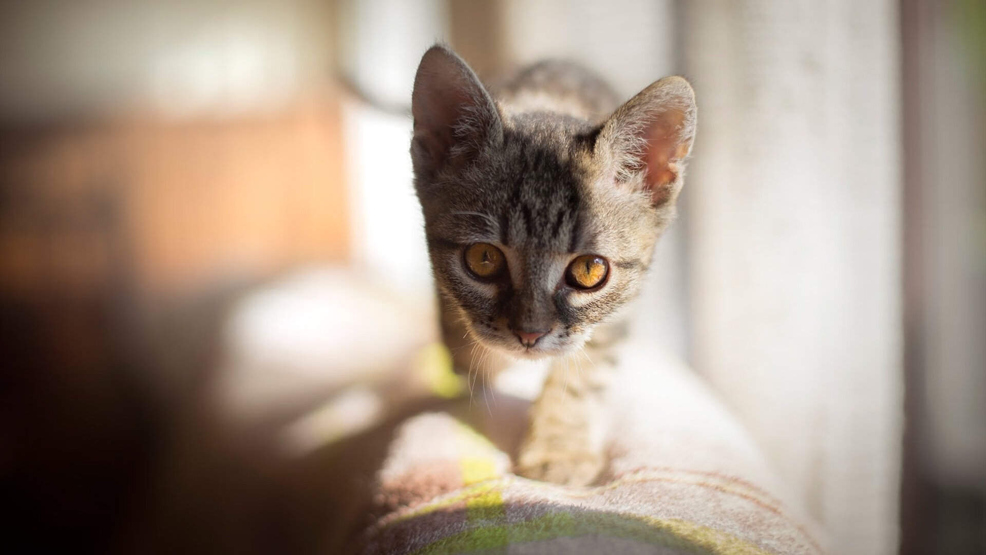 九游网页版官网-阿塞拜疆队毫无悬念地击败欧洲国家联赛对手，阿塞拜疆大获全胜