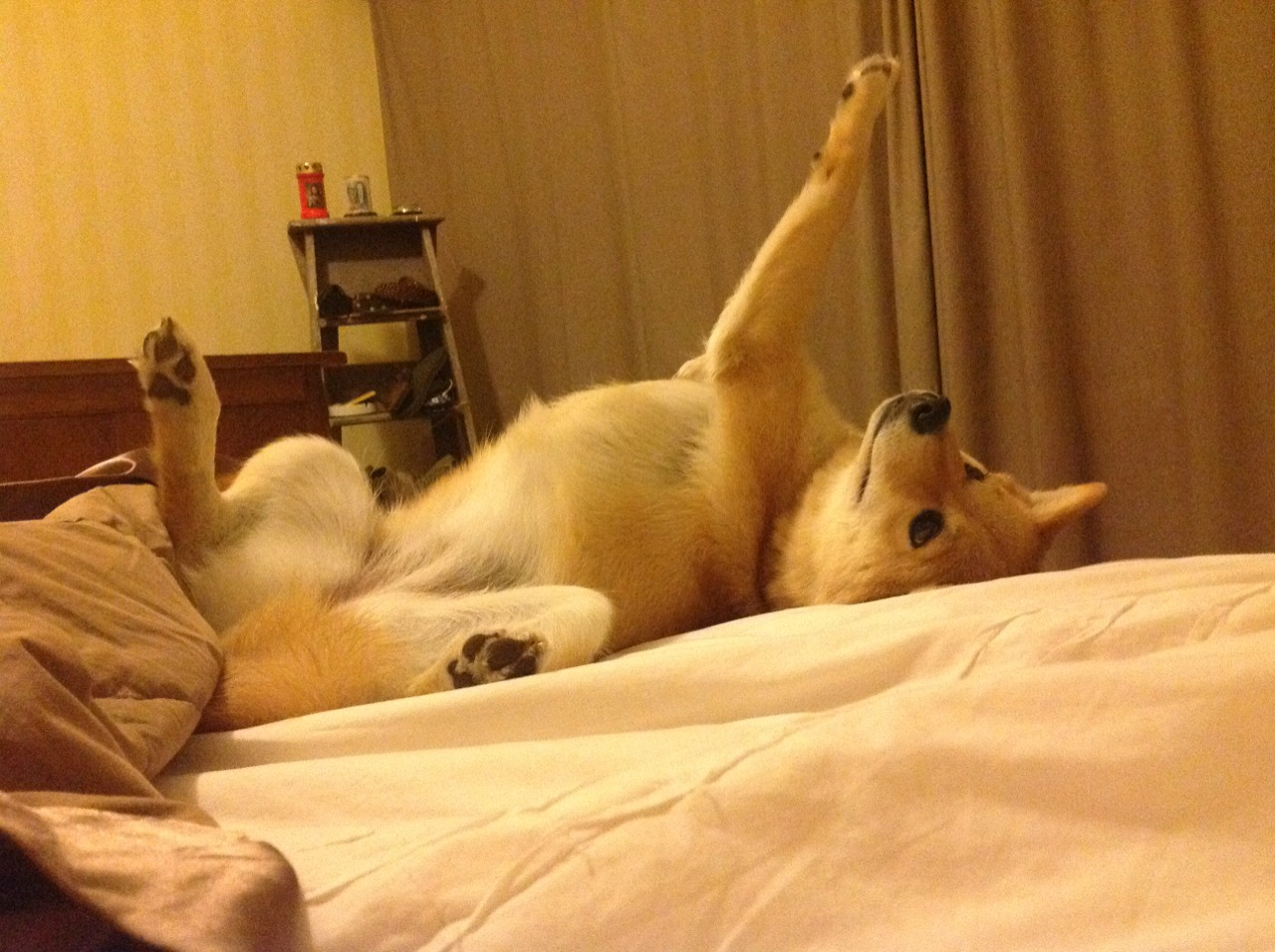 九游娱乐官网 (JIUYOU)-Chinese Taipei：未来发展的关键在于人才培养与技术提升