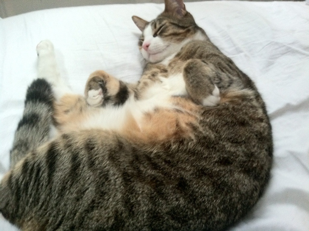 “成都滑轮赛:新星崭露头角,冠军争夺战一触即发”