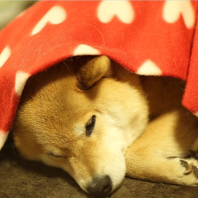 九游游戏中心-中国三人女篮战术执行精准，三人中国女篮阵容