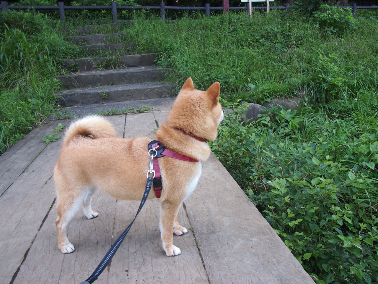 九游娱乐官网 (JIUYOU)-中国女篮比赛中多点开花 进攻火力十足，中国女篮打球