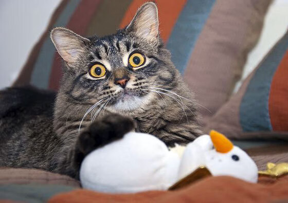 奥预赛中国队战胜 球员表现稳定提升，奥预赛赛程