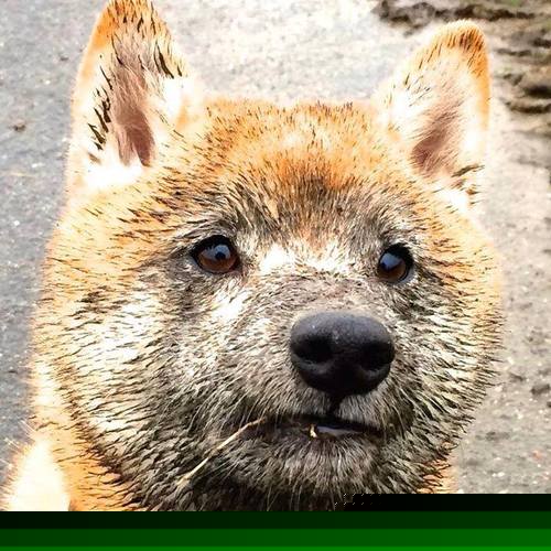 张镇麟隔扣引爆全场被誉为下一个希望之星,张镇麟隔扣外援