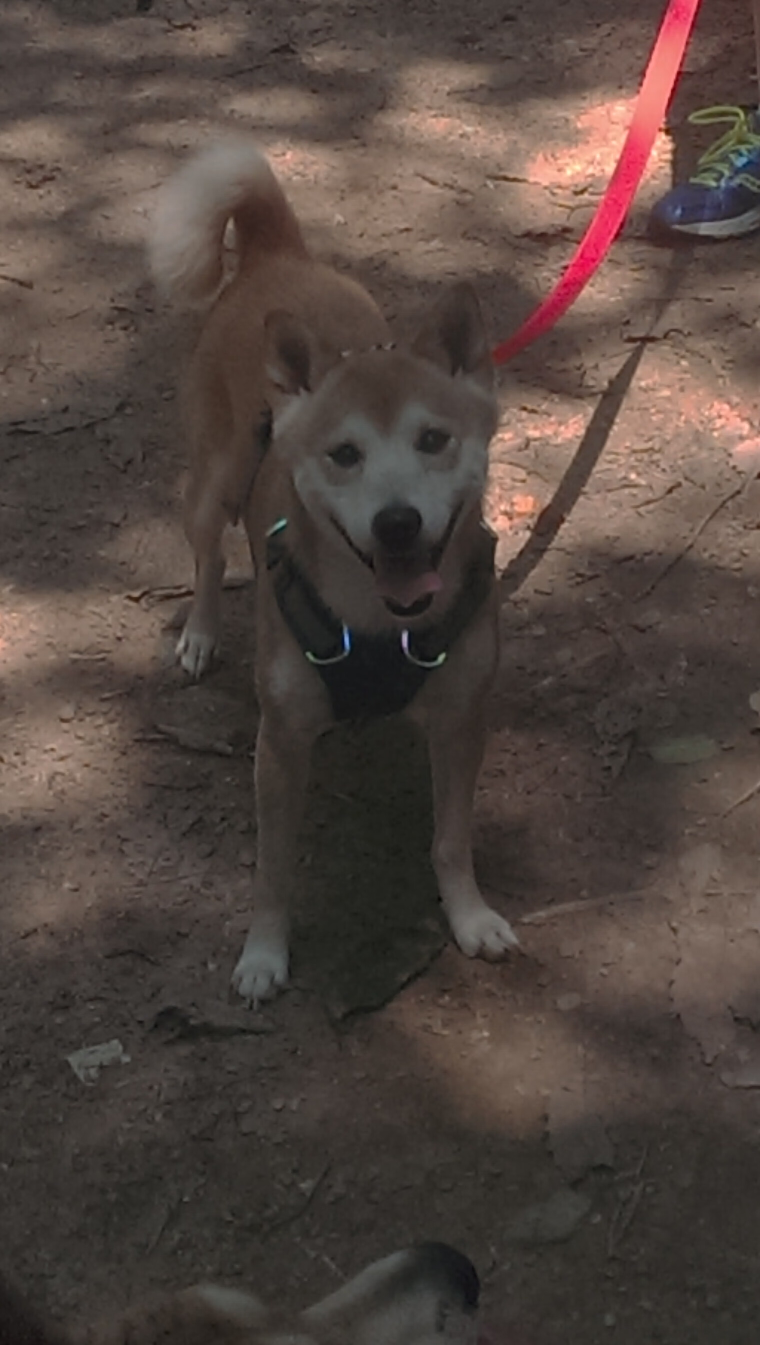 九游网-南非羚羊队：凭借顶级的体能与进攻反击，成为冠军锦标赛强有力的竞争者