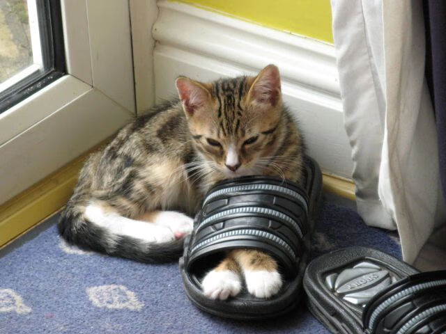 国王训练日程公开媒体争相报道,国王运动