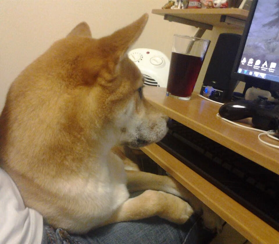 九游APP官网-奥地利女篮在欧洲锦标赛中持续表现出色，迈向国际舞台，奥地利队欧洲杯战绩