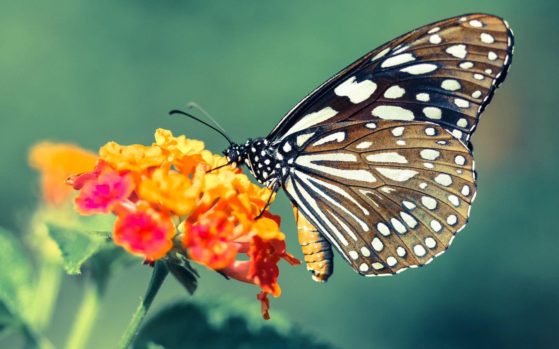 九游网页版官网入口-橄榄球冠军锦标赛：南半球四大强队竞技精彩纷呈，橄榄球比赛冠军